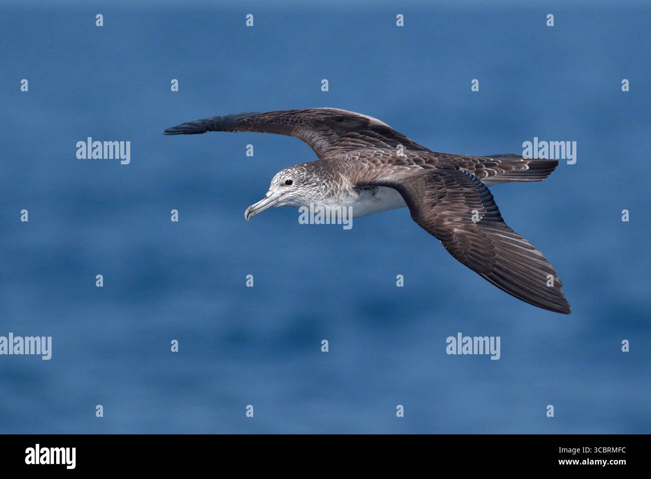 Eau de Shearwater striée (Calonectris leucomelas), oiseau seul en vol, en mer, au nord-est de Taiwan, mars 2025 Banque D'Images