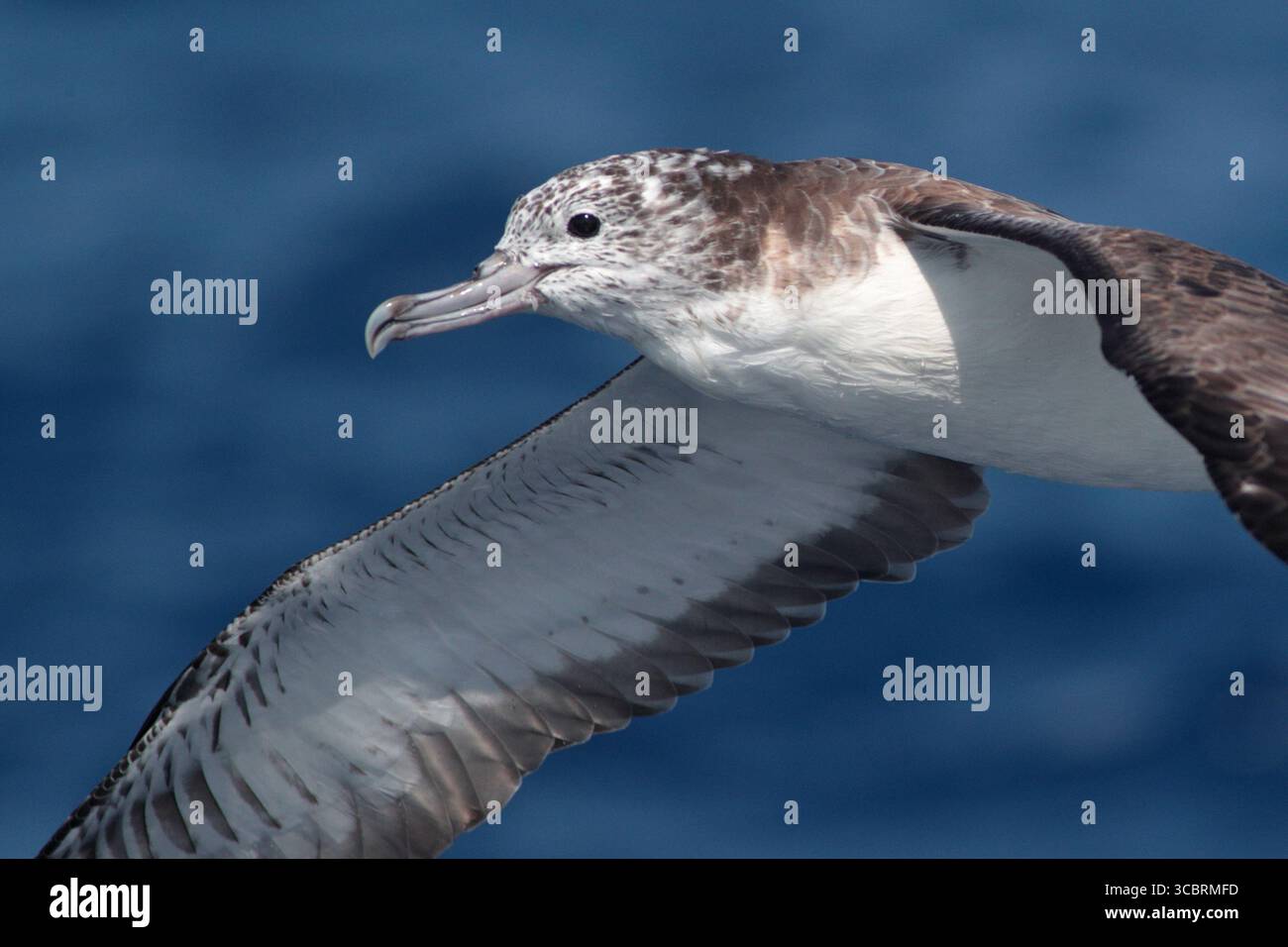 Eau de Shearwater striée (Calonectris leucomelas), oiseau seul en vol, en mer, au nord-est de Taiwan, mars 2025 Banque D'Images