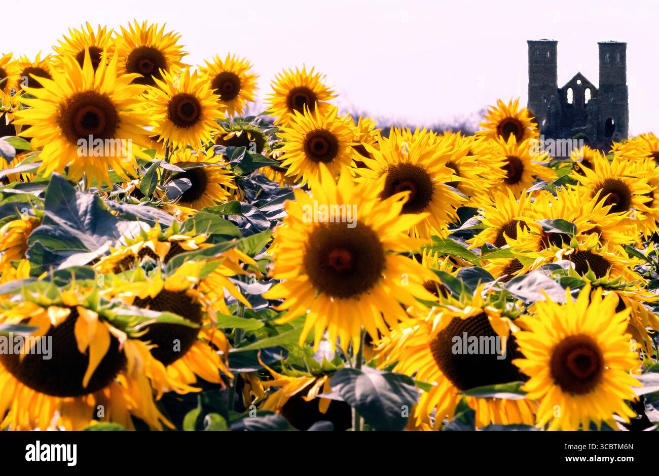 Champ de tournesol Ar Reculva Roman fort Kent UK Banque D'Images