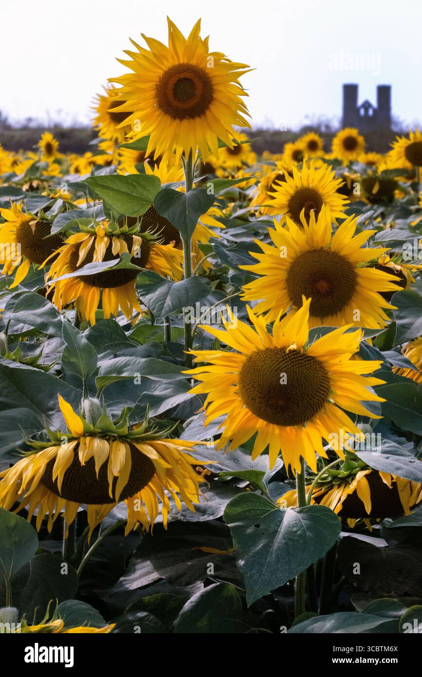 Champ de tournesol Ar Reculva Roman fort Kent UK Banque D'Images