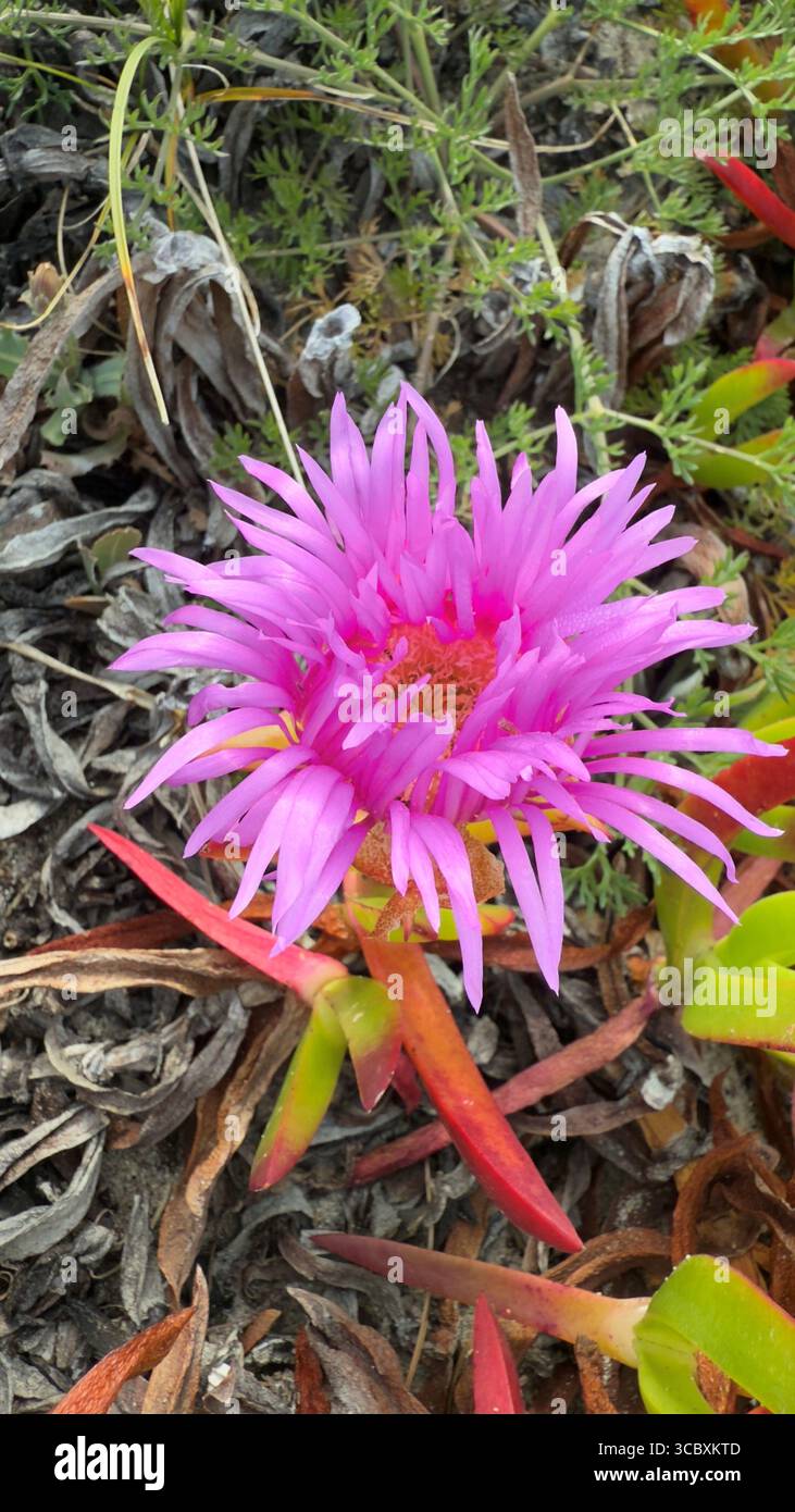 Rose Carpobrotus acinaciformis Fleur sur la côte Atlantique, Portugal Banque D'Images