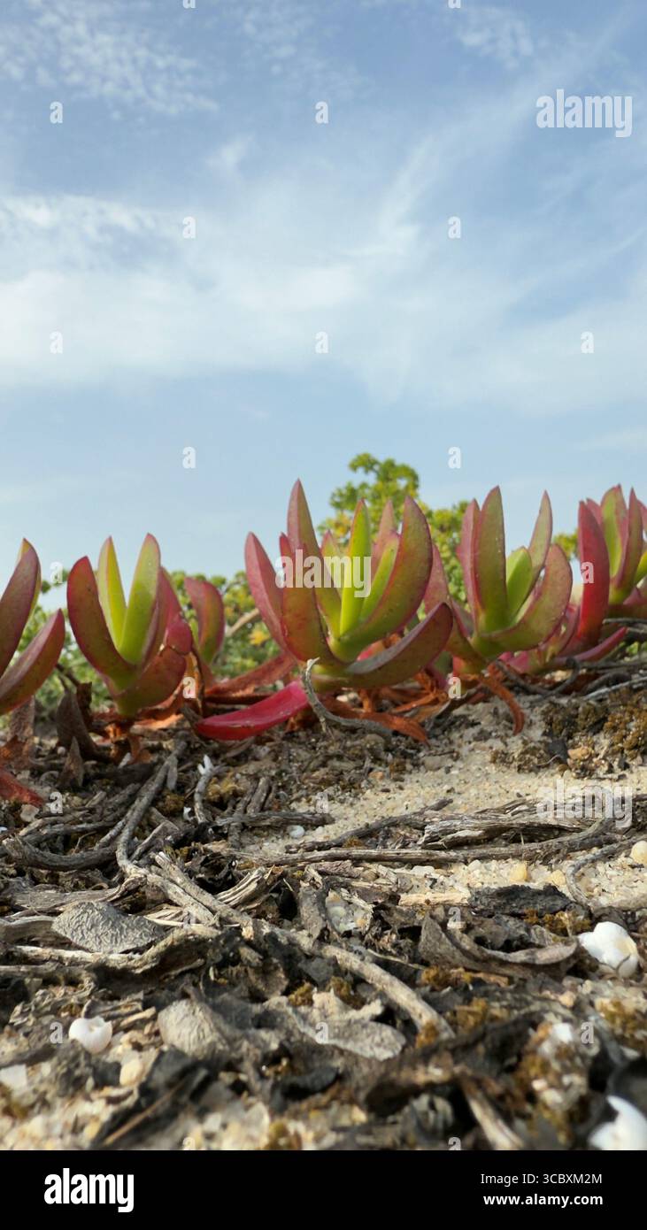 Carpobrotus acinaciformis succulent sur la côte Atlantique, Portugal Banque D'Images
