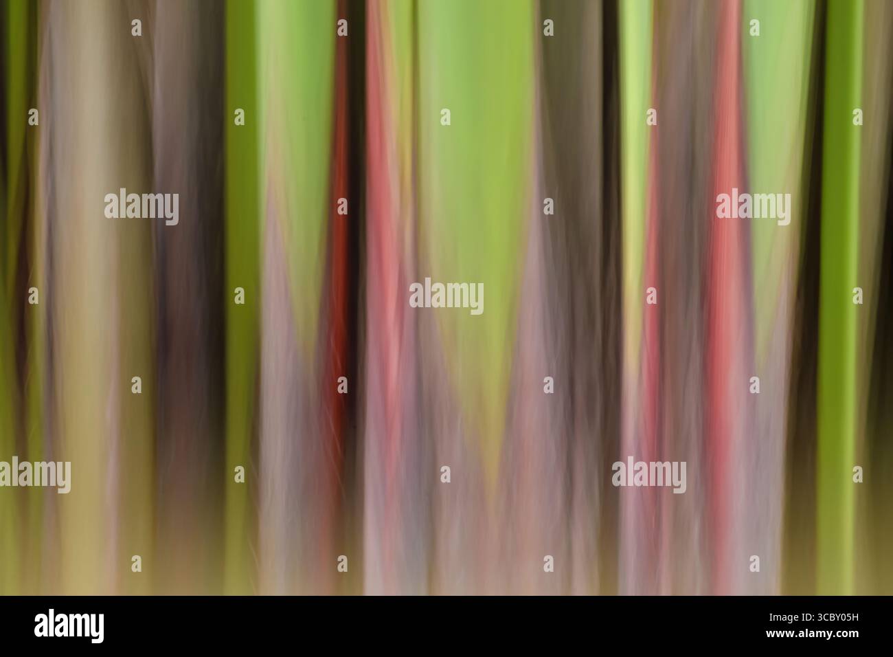 Image abstraite de quelques chaumes de papyrus créés par un effet intentionnel de mouvement de caméra, dans un lac des Andes orientales Banque D'Images