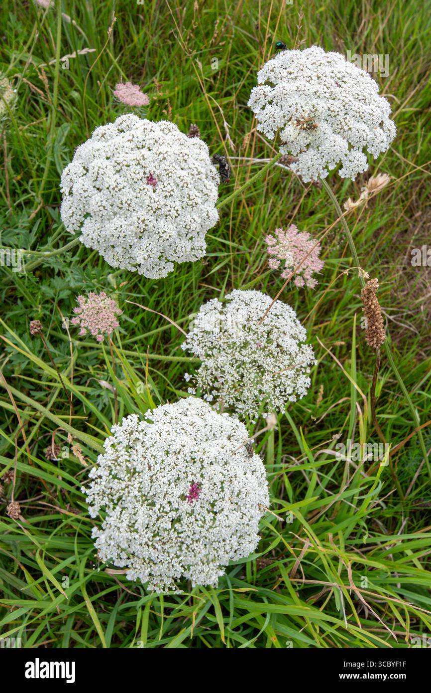 Carotte sauvage (Daucus carota) fleur sauvage, grappes de fleurs blanches avec une seule fleur rouge pourpre au centre, Angleterre, Royaume-Uni Banque D'Images