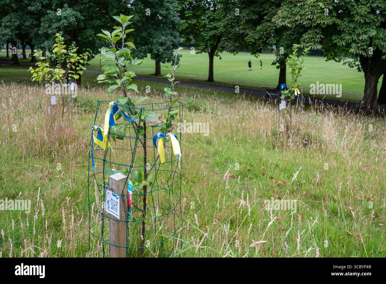 Arbre dans le verger de gratitude planté en 2024 par la communauté ukrainienne dans Morgan Jones Park, Caerphilly, pays de Galles, Royaume-Uni Banque D'Images