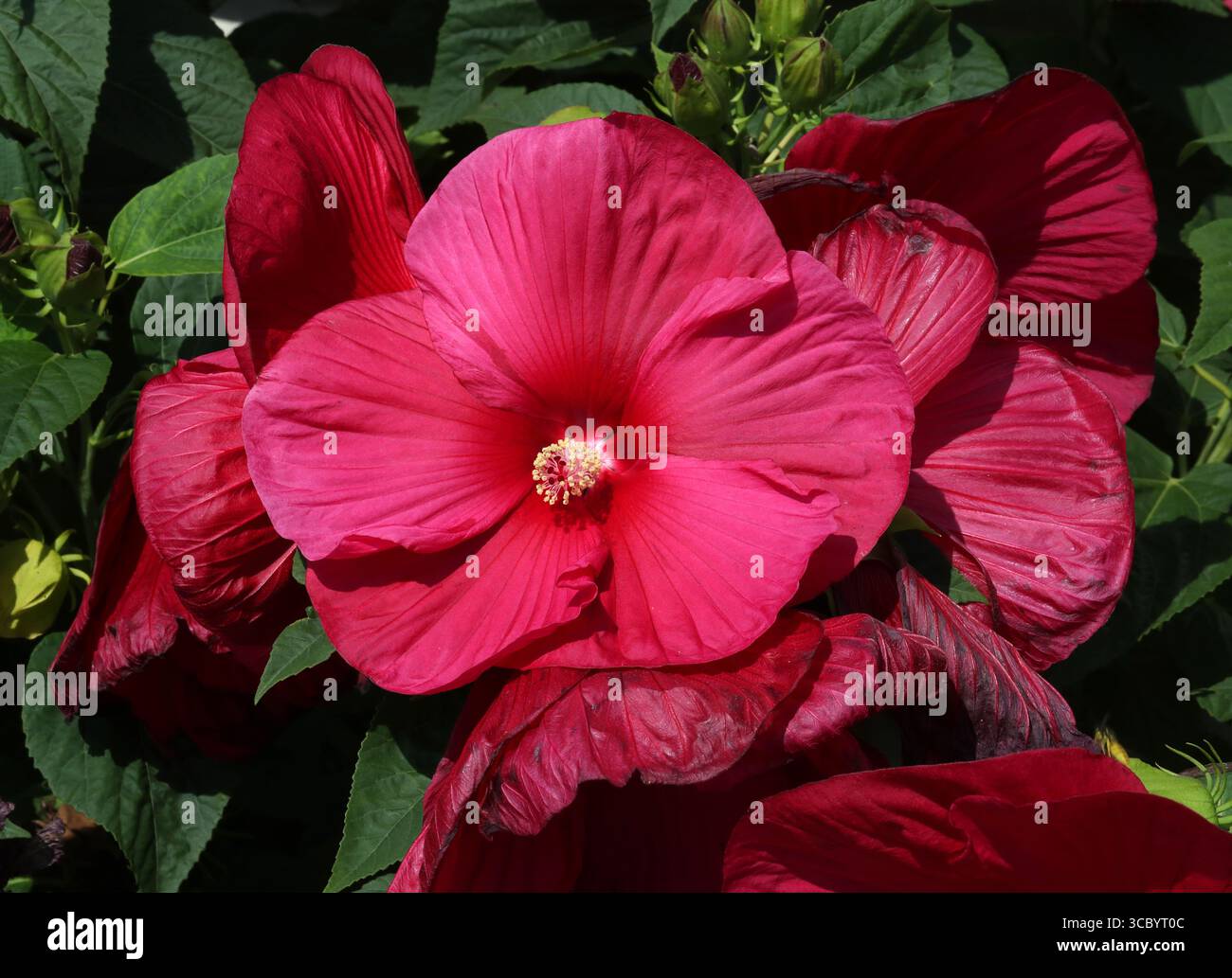 Hibiscus Hardy, mauve rose des marais, mauve rose des marais, mauve rose cramoisie, ou Rosemallow de l'est, Hibiscus moscheutos 'Southern belle' Banque D'Images