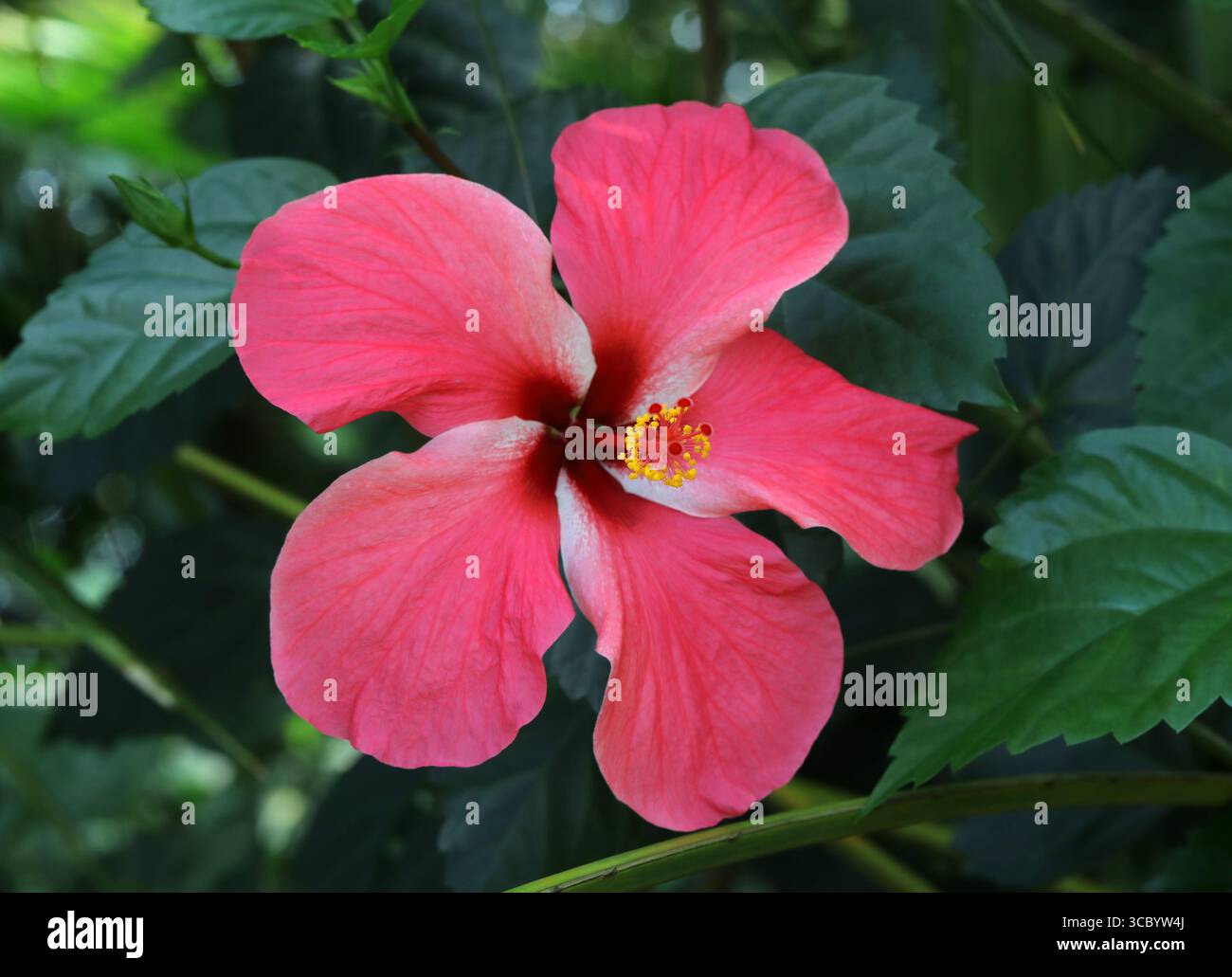 Hibiscus chinois, Rose de Chine, Hibiscus hawaïen, Mallow rose ou Shoeblack Plant, Hibiscus rosa-sinensis 'Chandleri', Malvaceae. Chine, Asie. Hibiscus Banque D'Images