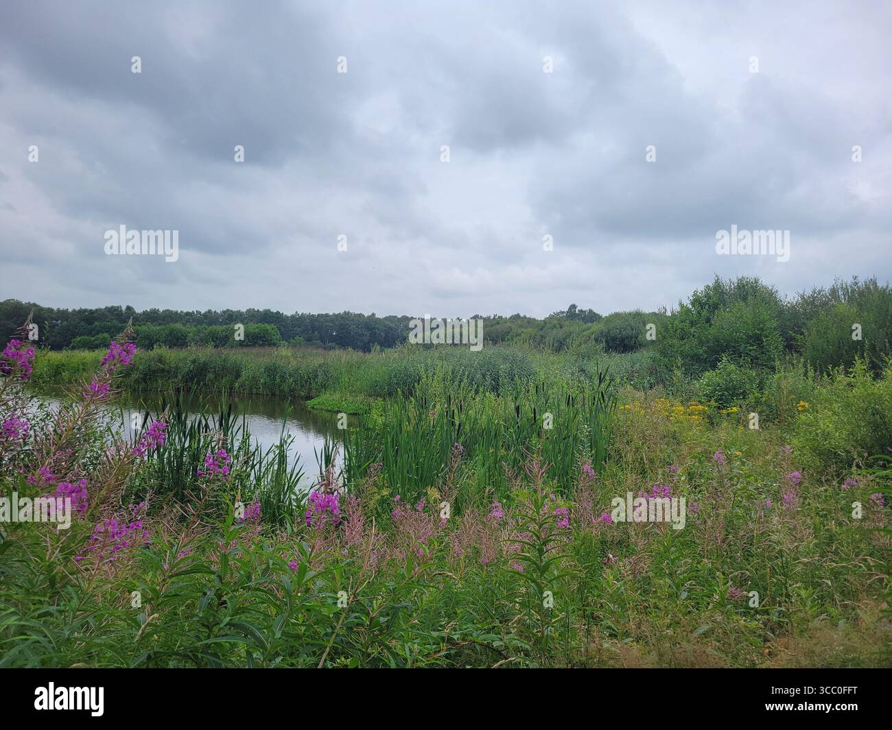 Une zone humide tranquille avec des fleurs sauvages violettes et une végétation luxuriante sous un ciel nuageux d'été. - Image de stock capturée avec un smartphone
