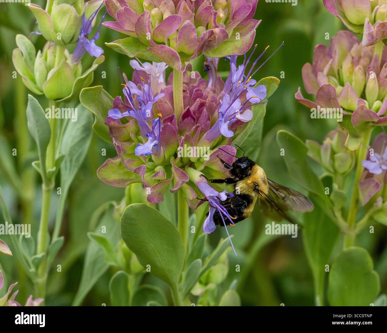 Gros plan d'un Bumblebee attiré par les fleurs violettes et les feuilles aromatiques de la plante Mojave sauge (Salvia pachyphylla) parfumée et tolérante à la sécheresse. Banque D'Images