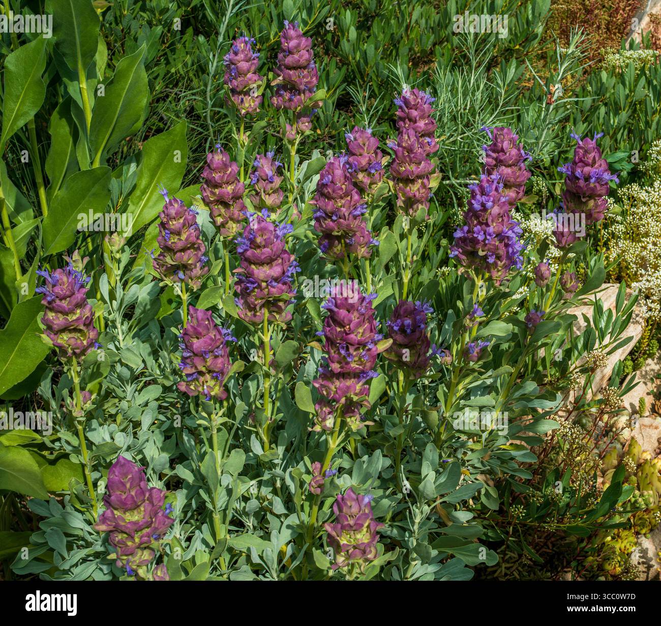Sauge Mojave (Salvia pachyphylla), un sous-arbuste vivant, coloré et parfumé, poussant dans un jardin Xeriscape bien établi. Banque D'Images