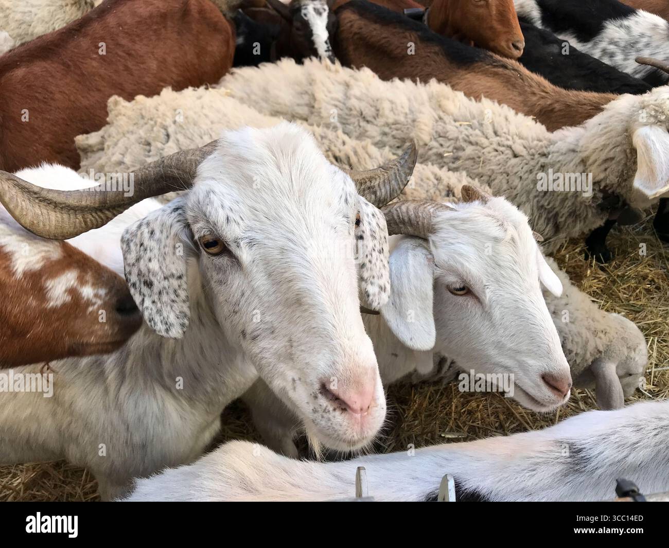 Moutons rassemblés en troupeau attendant de sortir paître dans les montagnes. Environnement naturel, écosystème, biologie et nettoyage naturel des montagnes. Banque D'Images