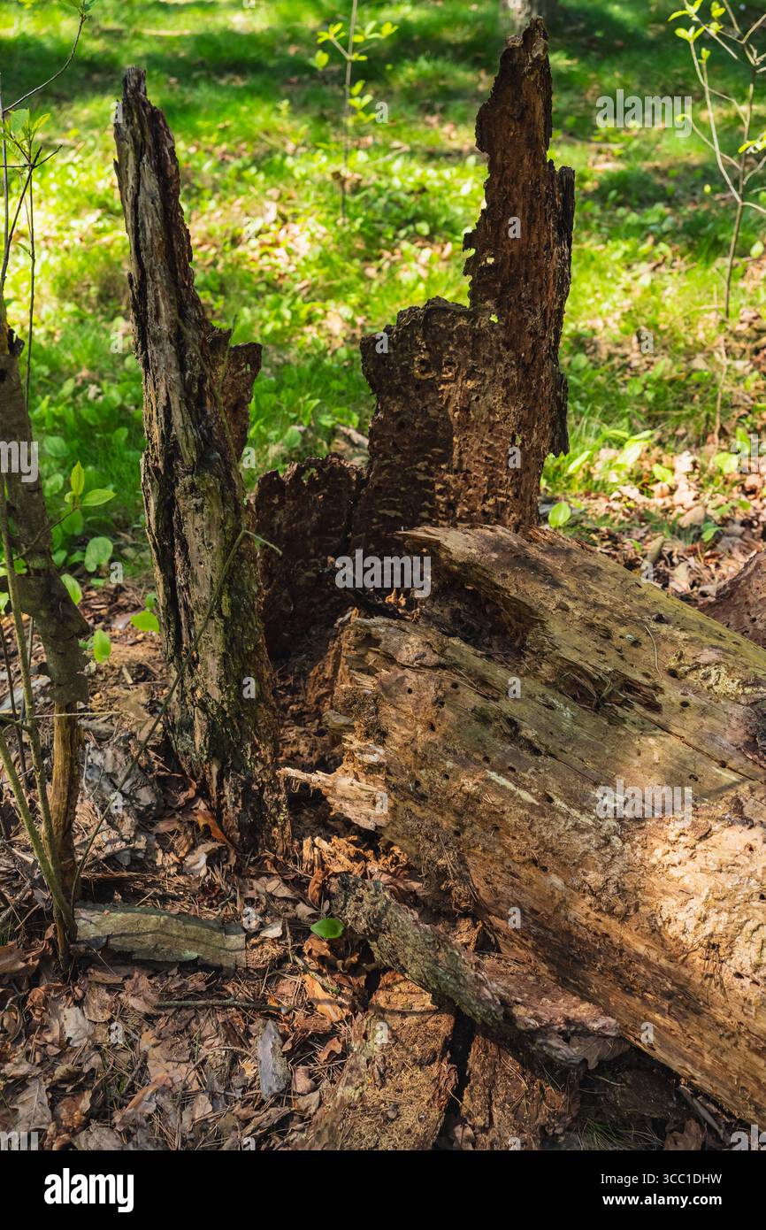 Le tronc d'un vieil arbre tombé qui subit la décomposition naturelle de la matière organique Banque D'Images