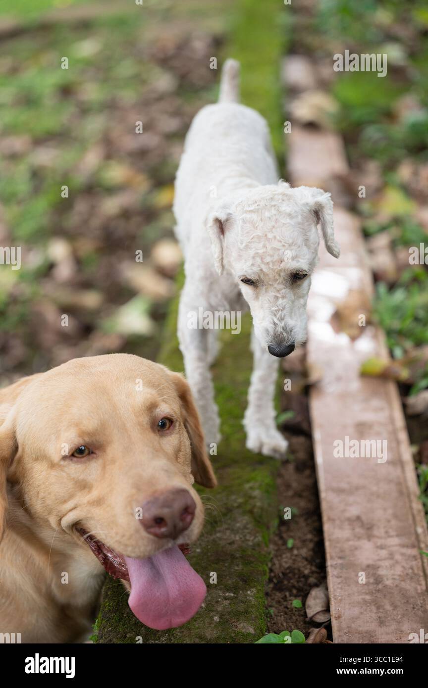 Deux chiens sympathiques, mélange de laboratoire doré et de caniche blanc, chemin de jardin luxuriant rempli de plantes et de textures terreuses. Banque D'Images
