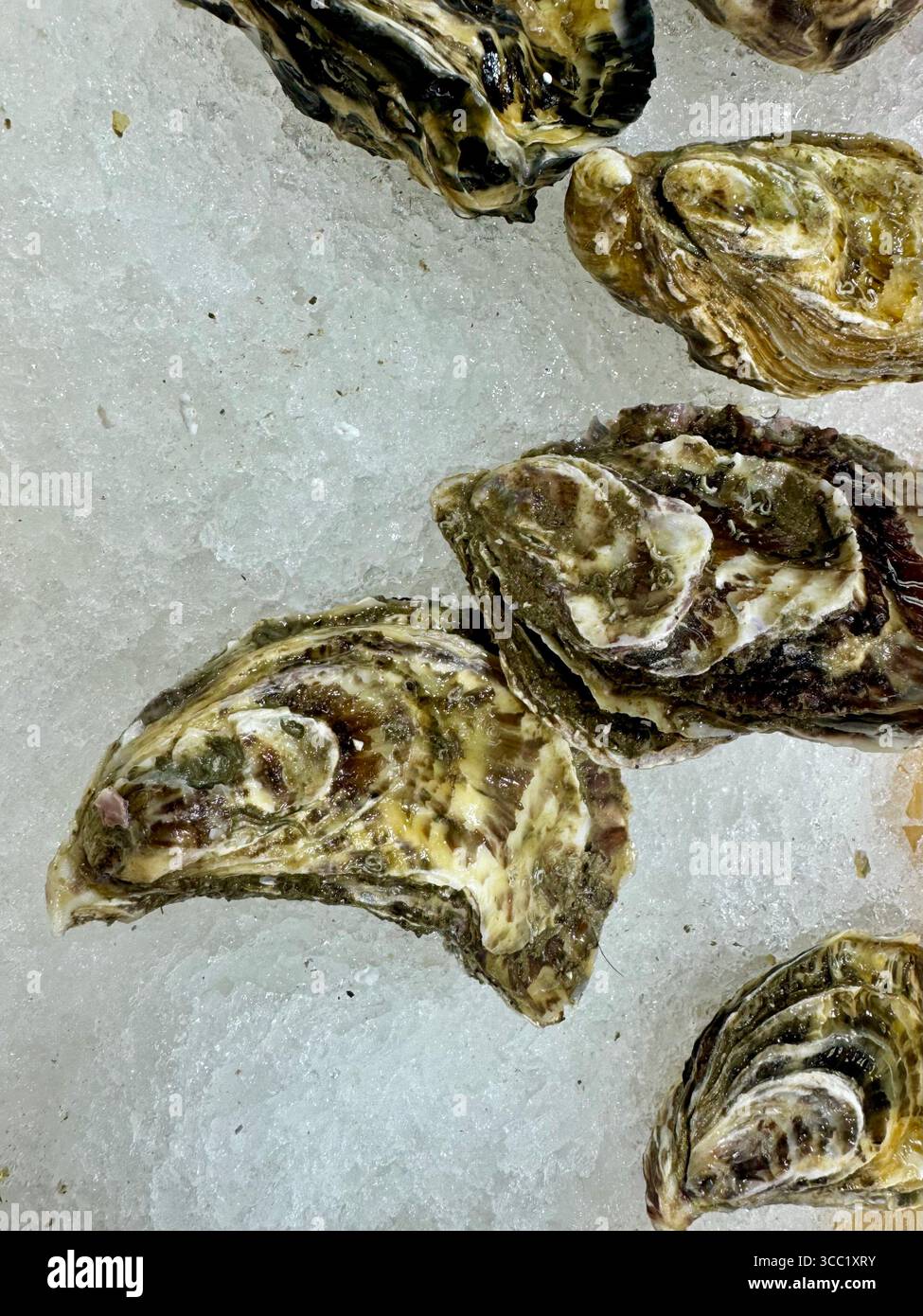 Gros plan d'huîtres fraîches sur glace, mettant en valeur leur texture naturelle et leur coquille. Banque D'Images