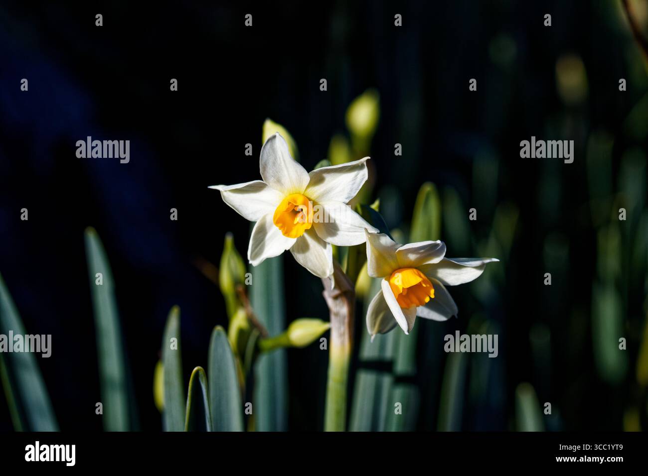 Narcissus tazetta (papier blanc, narcisse à fleurs en bouquet, jonquille à fleurs en bouquet, lys sacrés chinois, narcisse crème, et joss fleur Banque D'Images