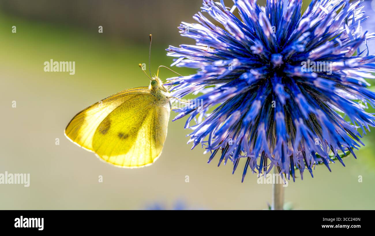 Gros plan de papillon jaune sur la fleur de chardon bleue éclatante Banque D'Images