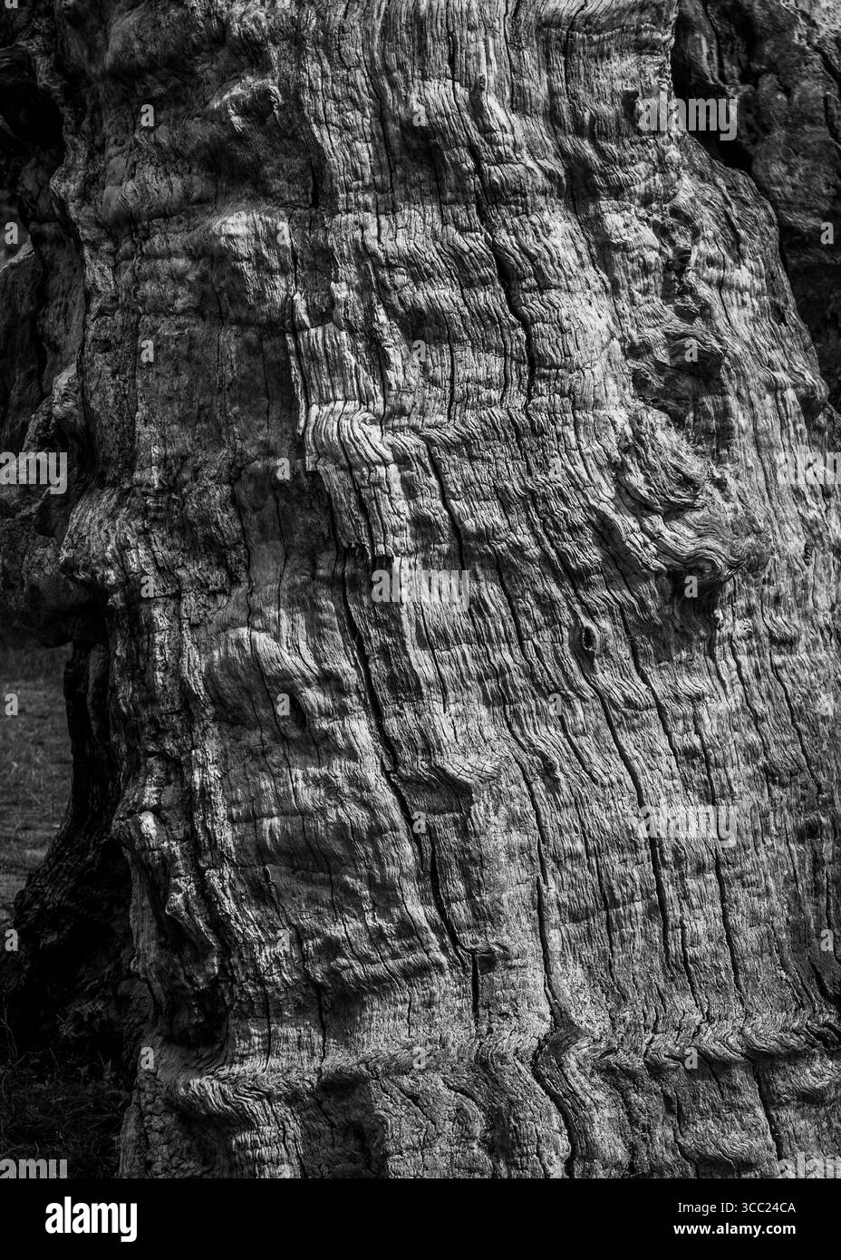 Une souche d'arbre Banque D'Images