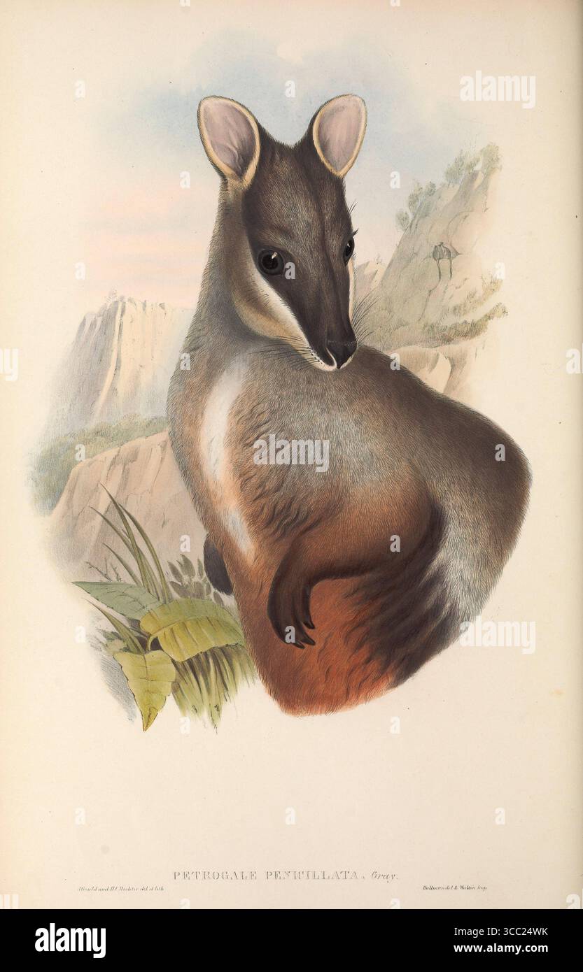 Rock-Wallaby, Petrogale penicillata. Lithographie vintage des mammifères d'Australie, par John Gould, années 1860 Banque D'Images