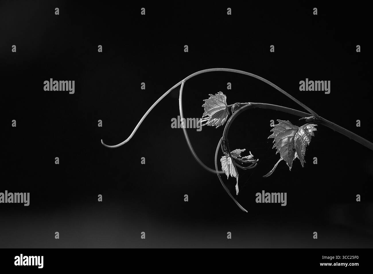Photo noir et blanc de feuille sur une vigne Banque D'Images