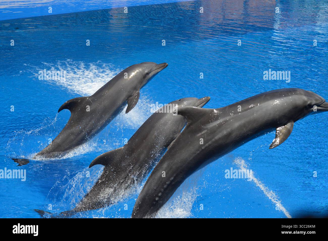 Spectacle de Dauphins à Ushaka Marine World Africa Durban Banque D'Images