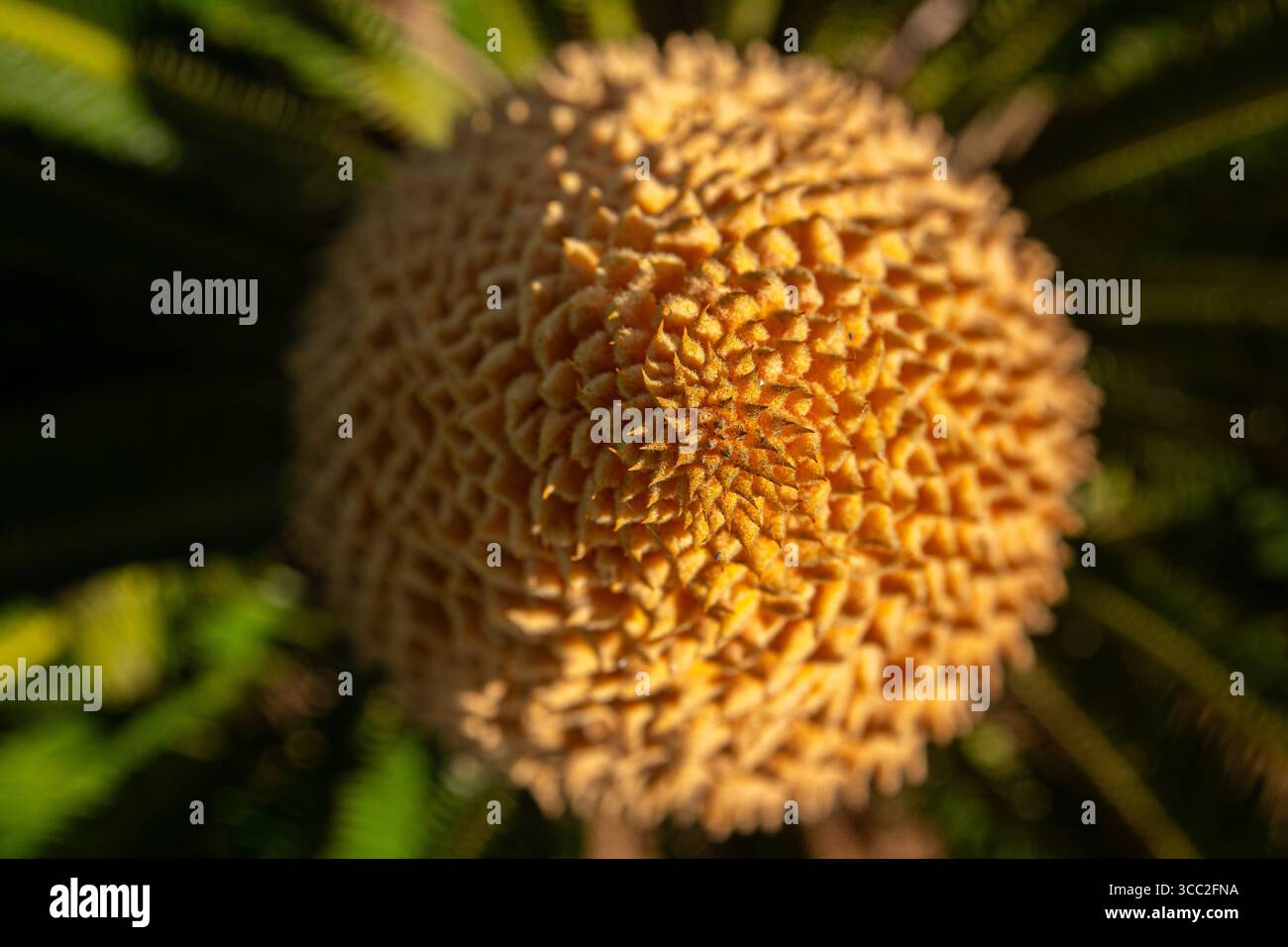 Vue de dessus d'une fleur cycas revoluta. Banque D'Images