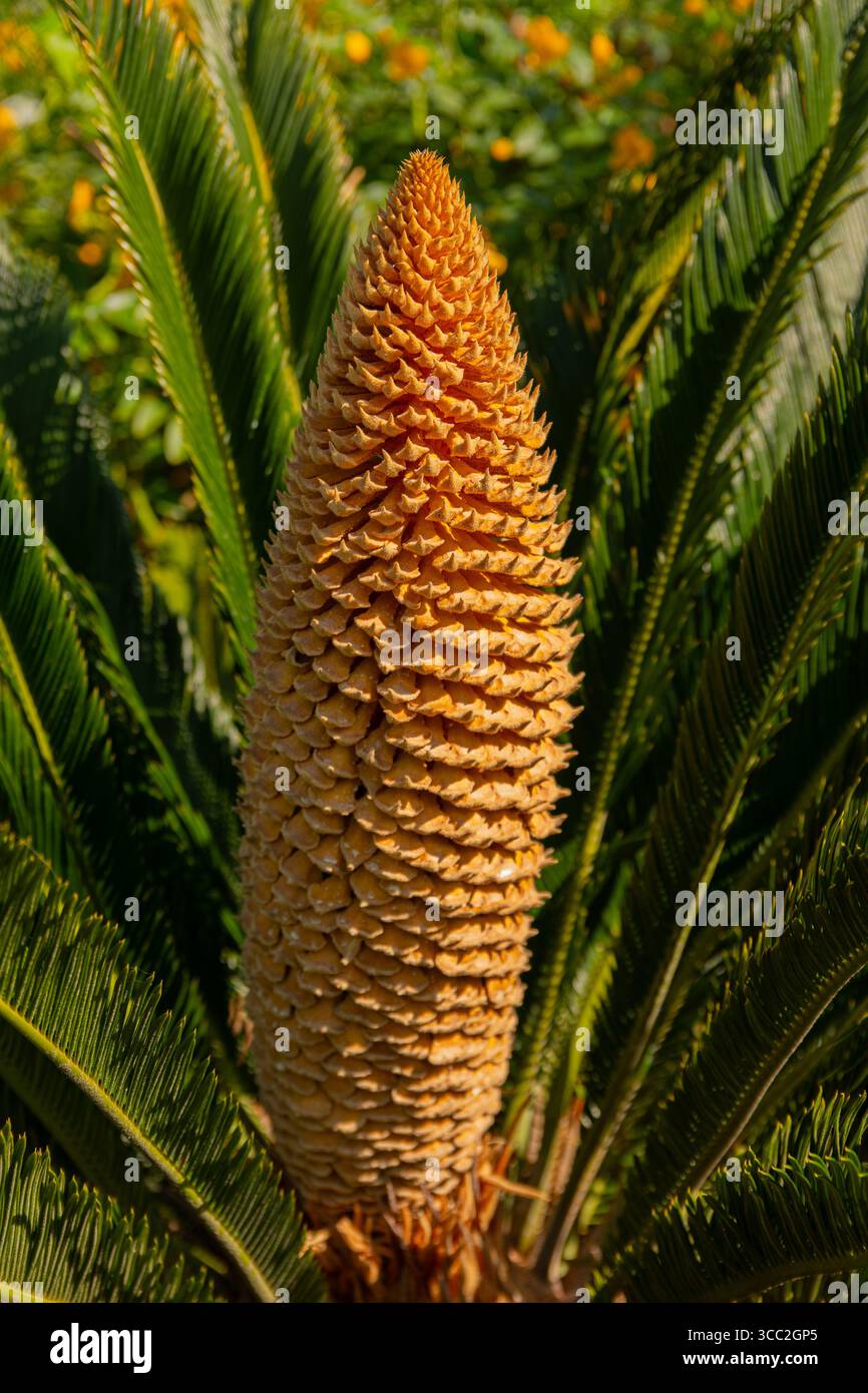 Étrange floraison d'un cycas revoluta. Fleur géante et particulière de l'espèce cycas revoluta. Banque D'Images