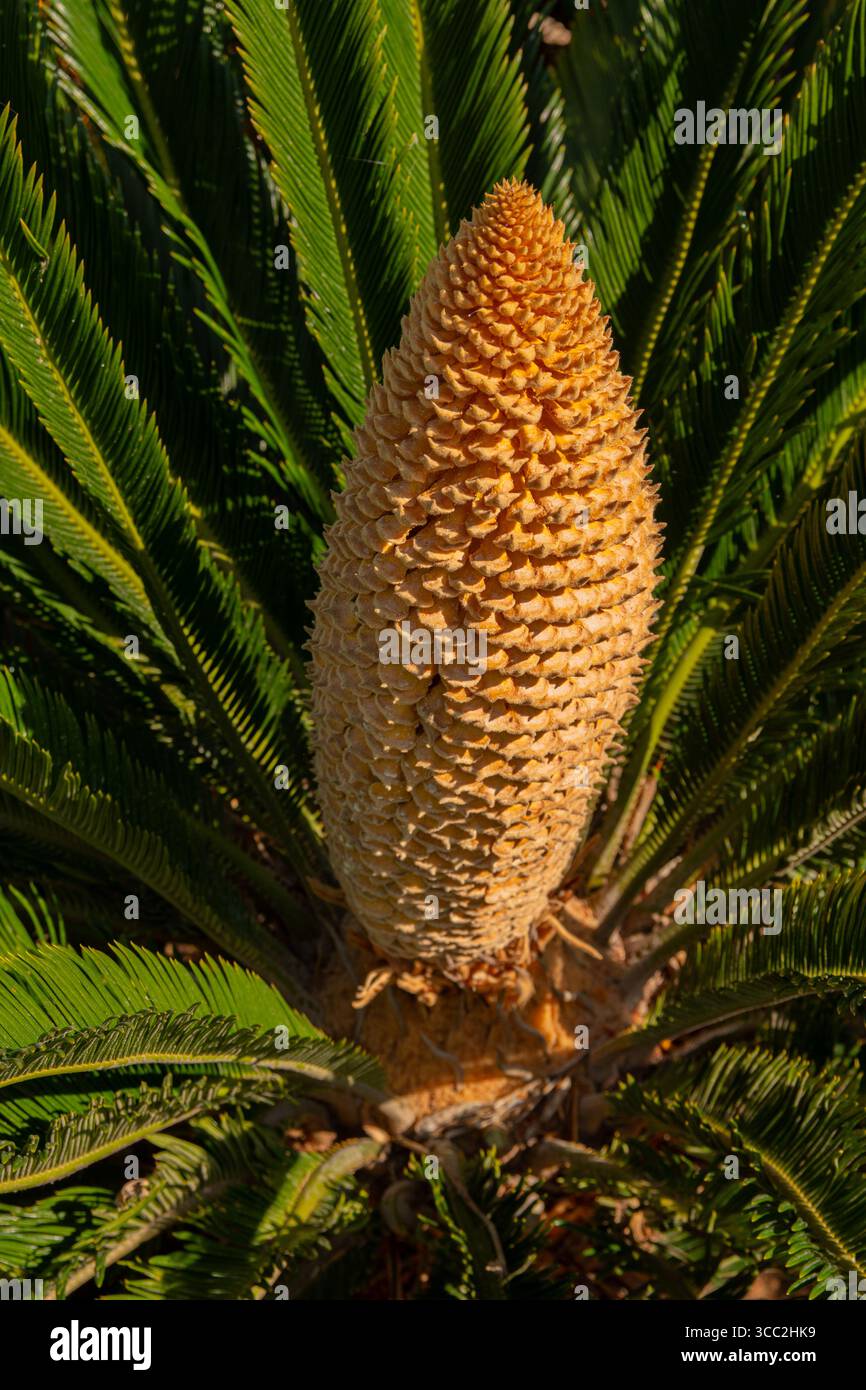 Étrange floraison d'un cycas revoluta. Fleur géante et particulière de l'espèce cycas revoluta. Banque D'Images
