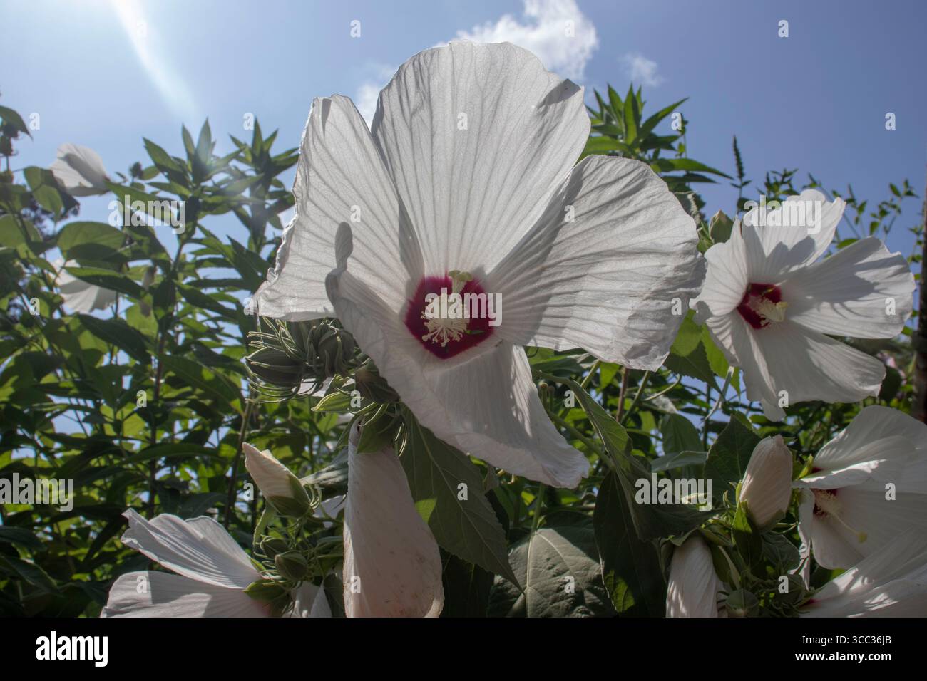 Mauve rose des marais blanche au Michler's Florist, Greenhouses & Garden Design à Lexington, Kentucky. Banque D'Images
