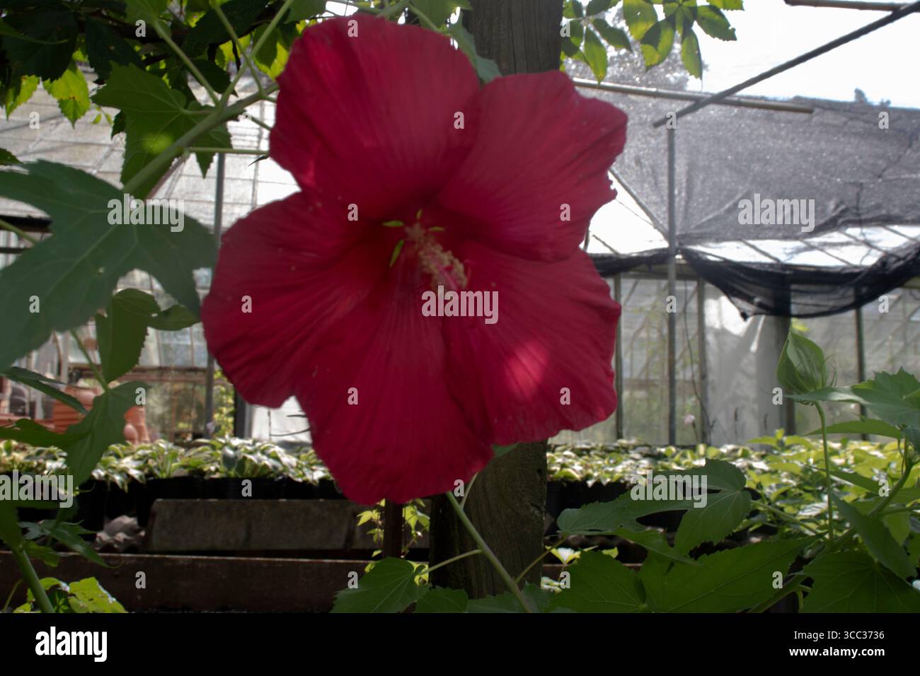 Une fleur de mauve rose de marais rose au Michler's Florist, Greenhouses & Garden Design à Lexington, Kentucky. Banque D'Images