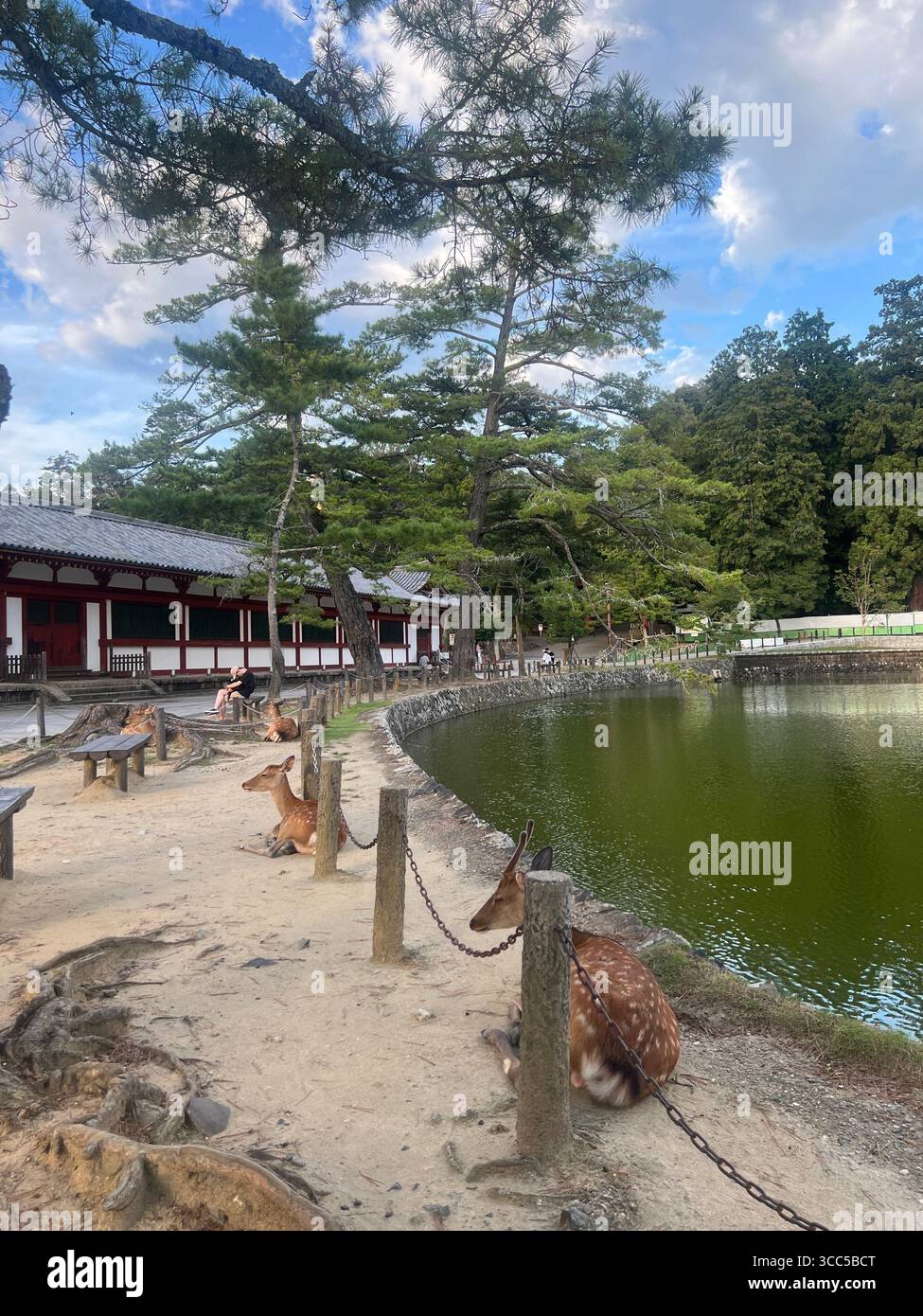 Cerf Sika avec bois et autres reposant sur un sol sablonneux près de l'étang de Nara Park, Japon, sous de grands arbres verts. Banque D'Images
