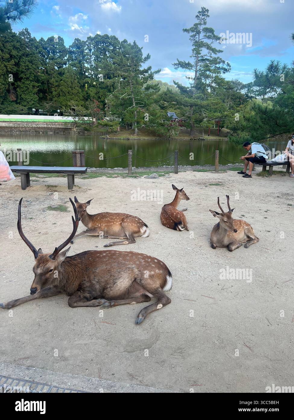 Cerfs reposant paisiblement au bord de l'étang du parc de Nara, au Japon, entourés de pins et de bâtiments traditionnels japonais. Banque D'Images