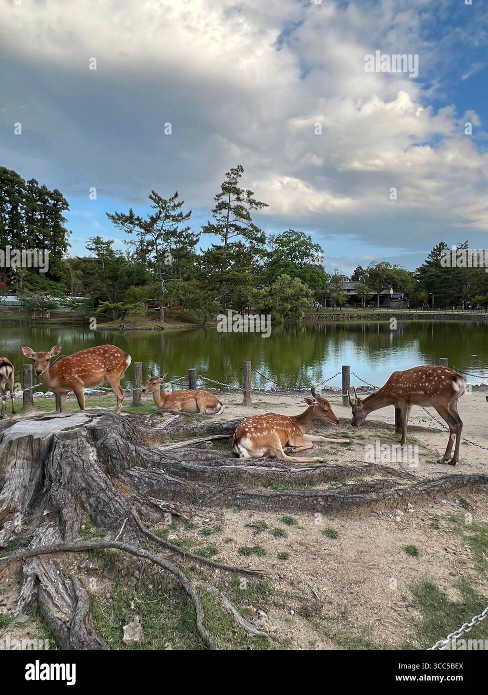 Groupe de cerfs sika se relaxant près de l'étang dans le parc de Nara, Japon, avec des racines d'arbres et des reflets pittoresques dans l'eau. Banque D'Images