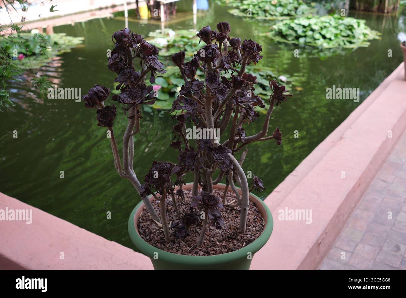 Le jardin Majorelle Banque D'Images