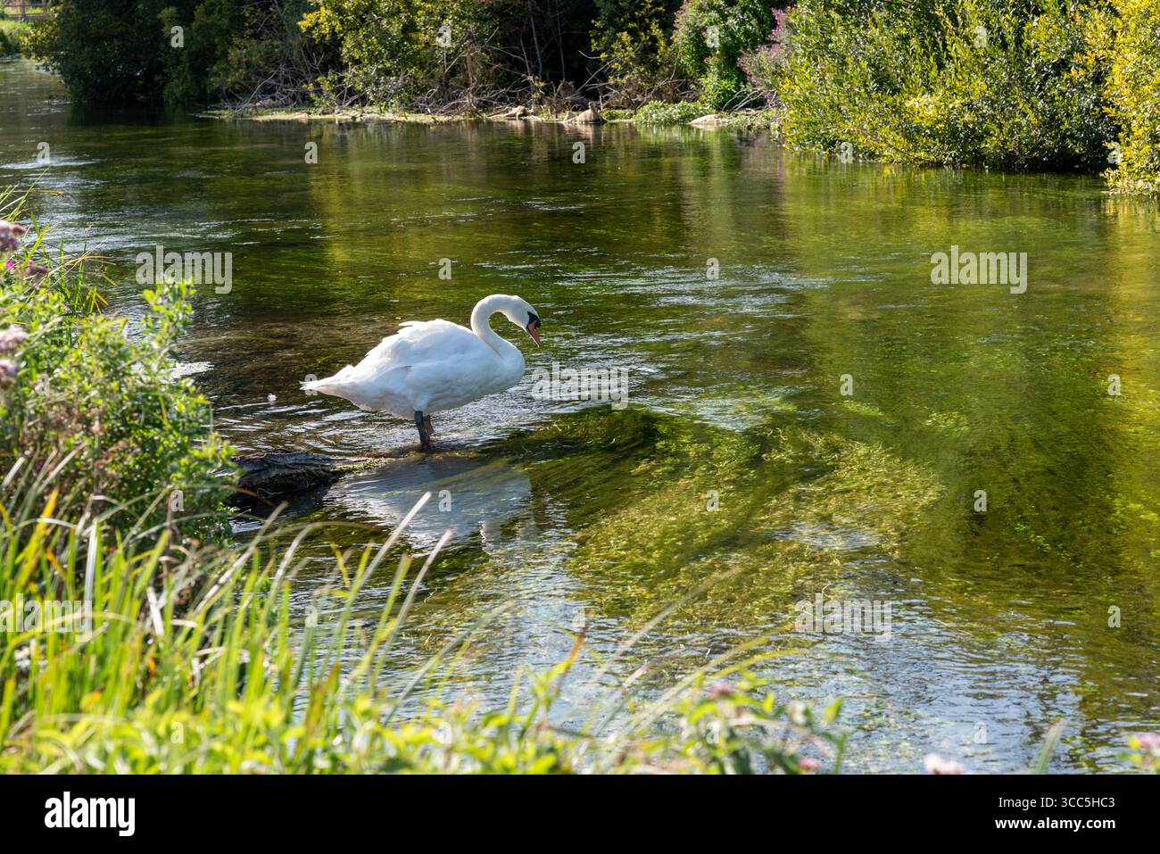 Tufton Hampshire Angleterre Royaume-Uni. 09.08.2025. La rivière test célèbre ruisseau de craie connu pour la pêche à la truite un cygne muet debout dans l'eau qui coule à tuf Banque D'Images