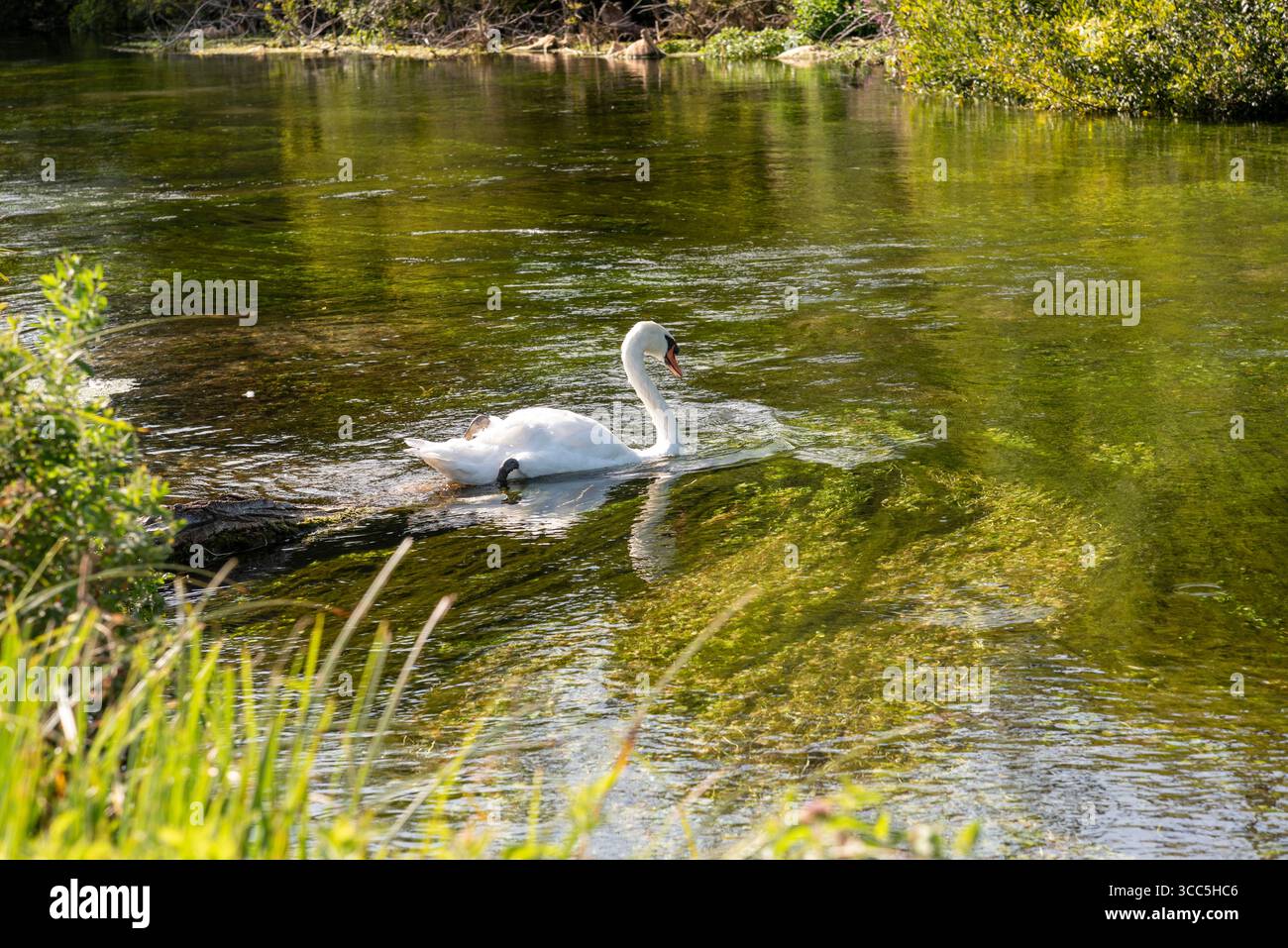 Tufton Hampshire Angleterre Royaume-Uni. 09.08.2025. La rivière test célèbre ruisseau de craie connu pour la pêche à la truite un cygne muet nageant dans l'eau qui coule à tuf Banque D'Images