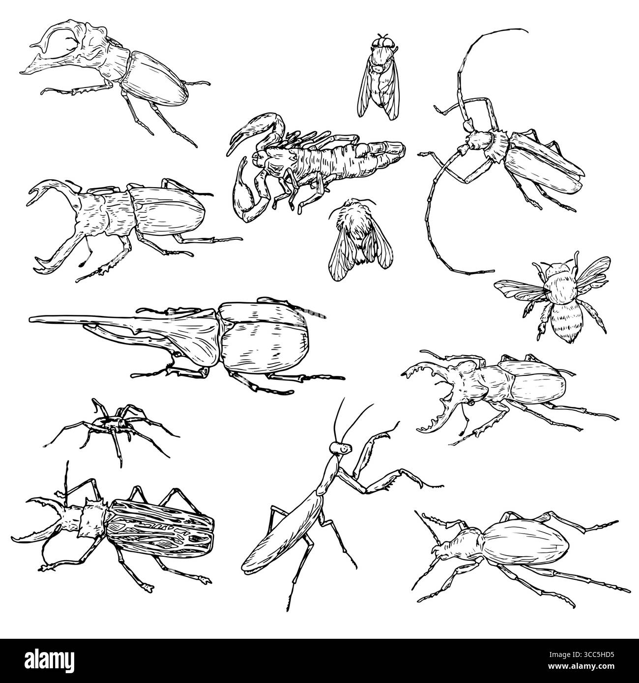 Coléoptère des arbres, coléoptère rhinocéros et bourdon, mouches et abeilles, ensemble de silhouettes en croquis noir et blanc. Illustration vectorielle. Un simple dessin de Illustration de Vecteur