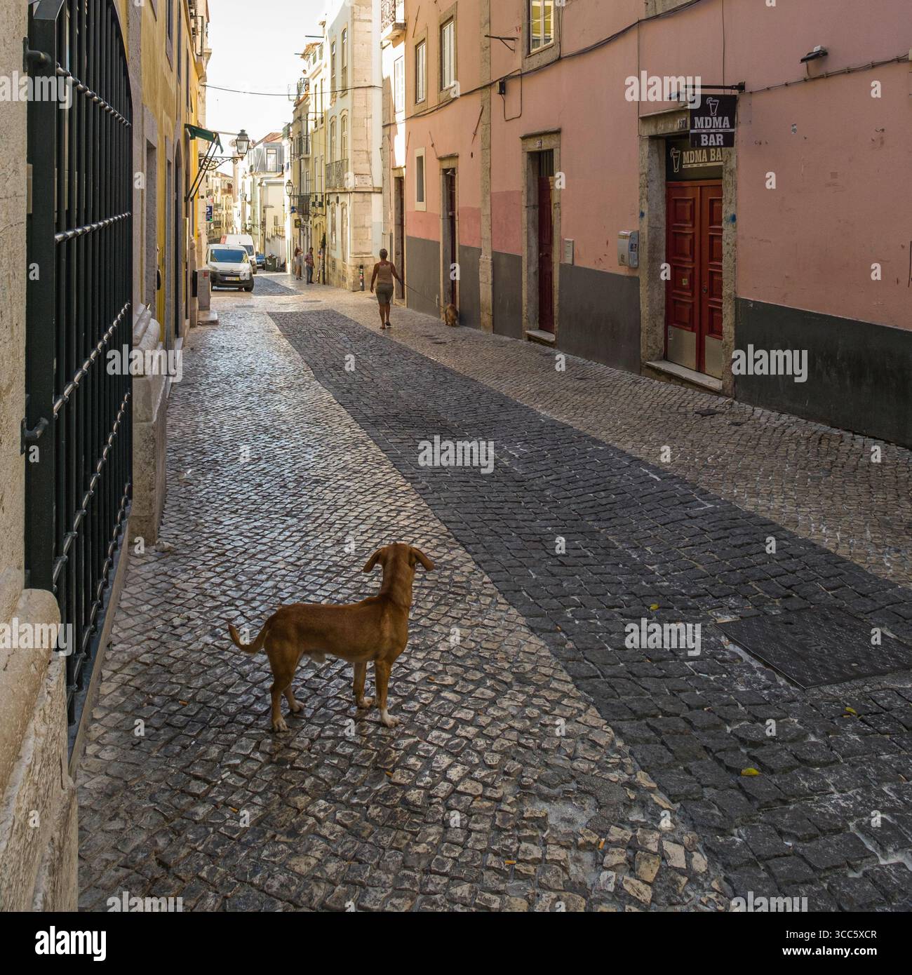 Chien libre regardant femme promenant chien sur le trottoir portugais, R. do Diário de Notícias, Bairro Alto, Lisbonne, Portugal Banque D'Images