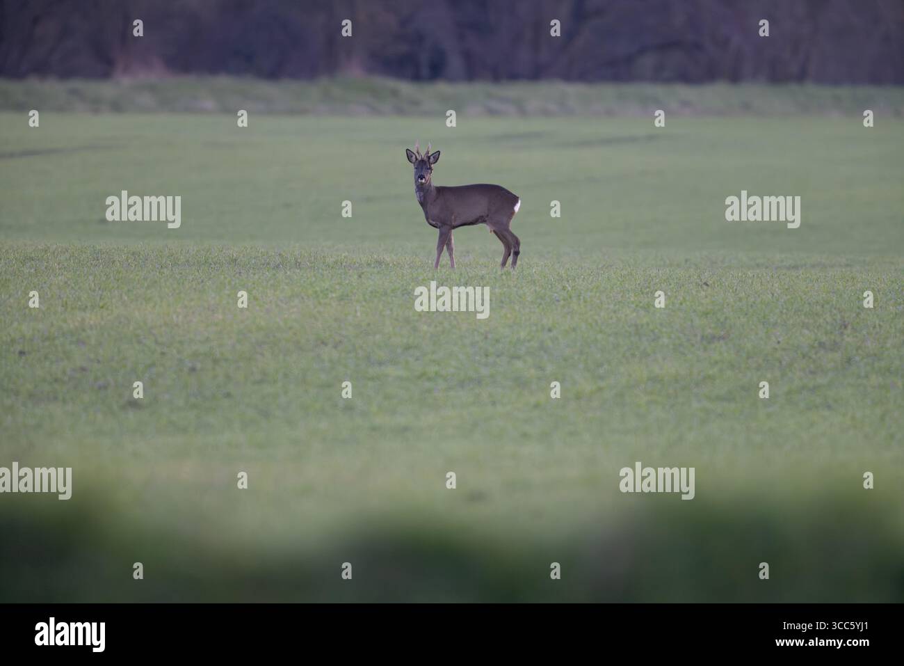 Cerf Roe mâle solitaire dans un champ, comté de Durham, Angleterre, Royaume-Uni. Banque D'Images
