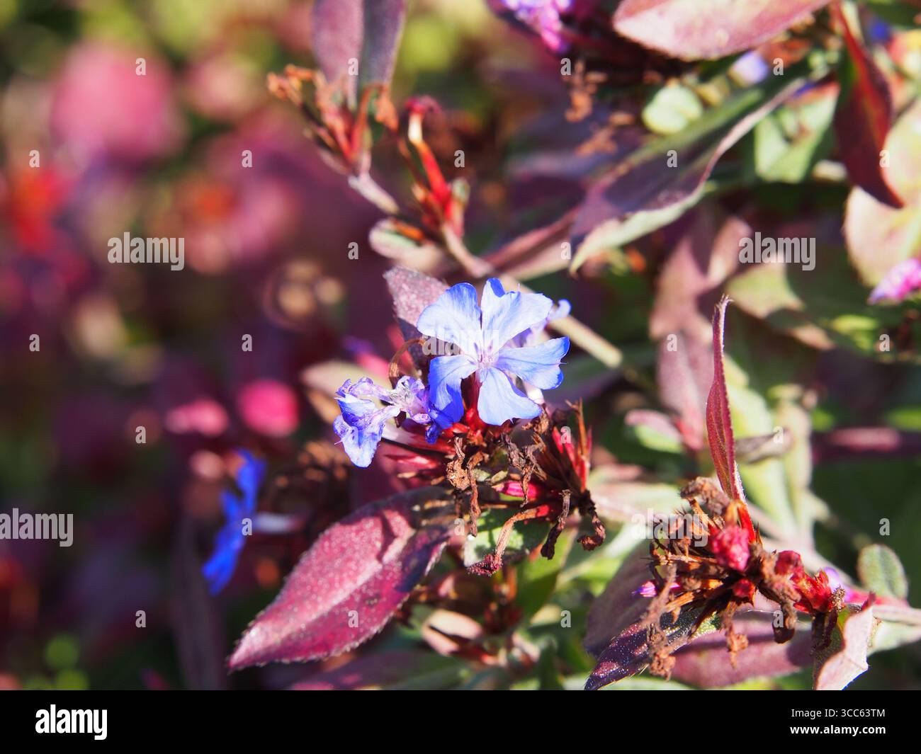 Ceratostigma plumbaginoides avec des fleurs bleues vives et un feuillage rouge d'automne, plante de couvre-sol de menthe en fleurs, gros plan vivace ornemental coloré Banque D'Images