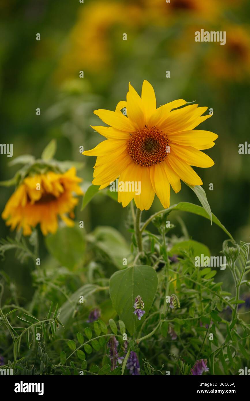 Un champ de tournesols à la lumière du coucher du soleil Banque D'Images