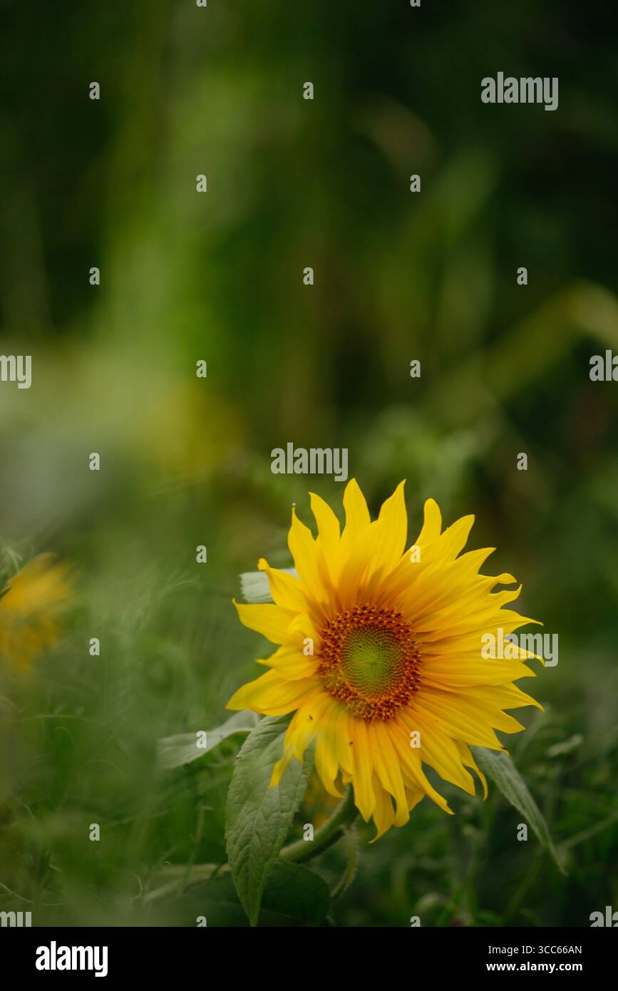 Un champ de tournesols à la lumière du coucher du soleil Banque D'Images