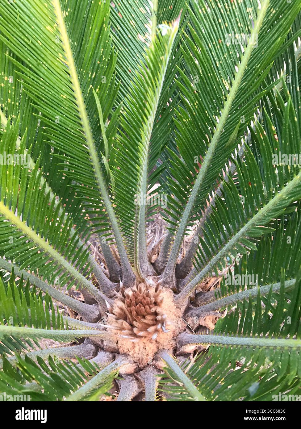 Coeur d'un palmier entouré de ses feuilles Banque D'Images