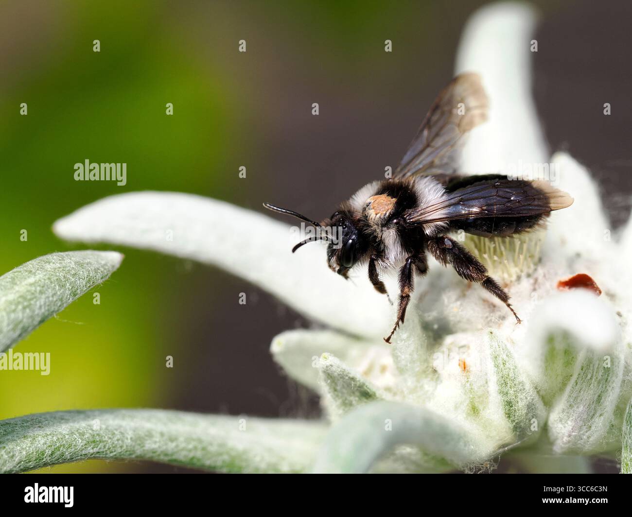 Macro d'abeille minière Ashy (Andrena cineraria) sur edelweiss de fleur Banque D'Images