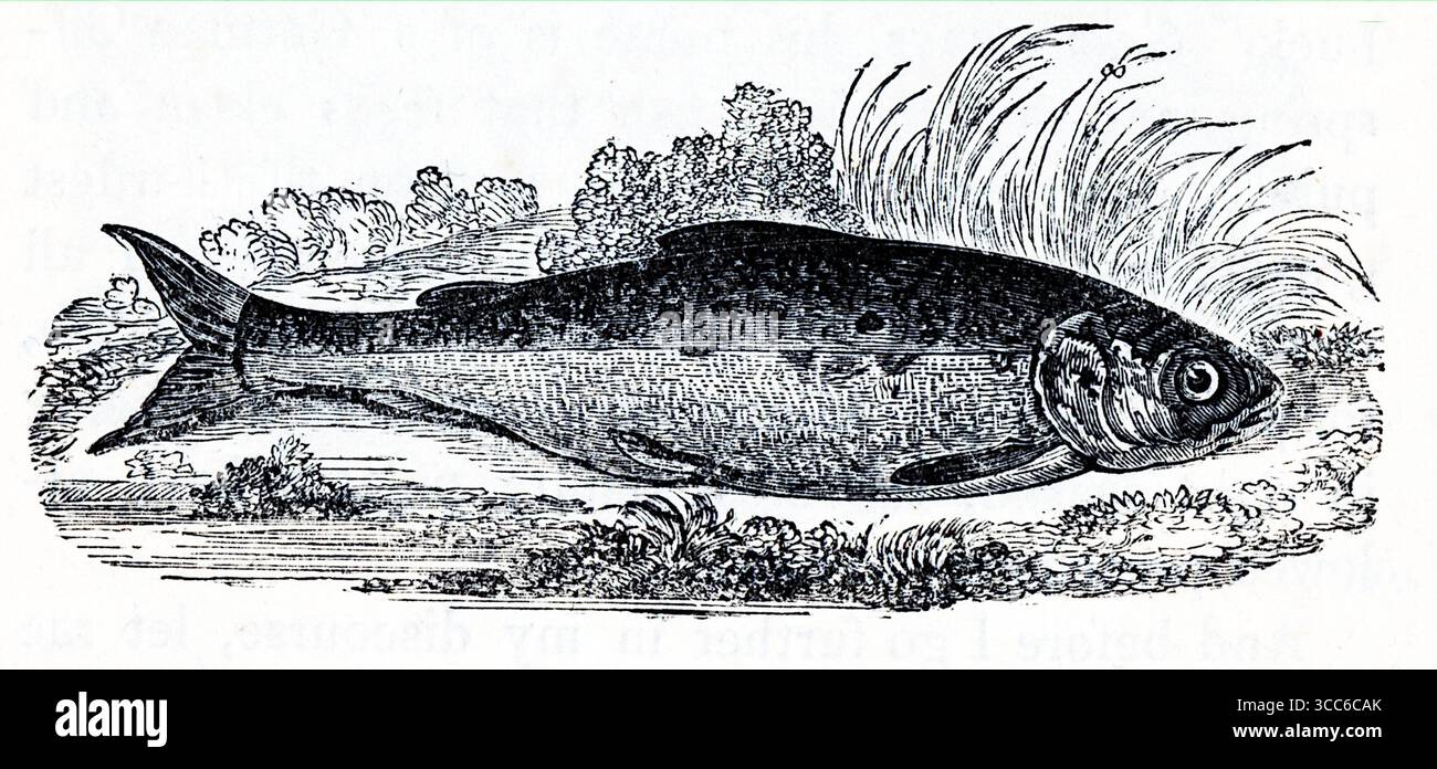 Illustration détaillée en noir et blanc d'une truite Skegger, représentée latéralement avec des lignes nettes soulignant ses écailles, ses ailettes et sa forme arrondie. Derrière elle, un paysage légèrement esquissé se déploie – berges herbeuses, plantes feuillues et collines lointaines – évoquant l’habitat naturel de la truite fluviale. Bien que statique et scientifique dans le style, la composition fait allusion au contexte écologique et à la vitalité tranquille. D'après une sélection de gravures imprimées sur cuivre et sur bois publiées par Henry Kent Causton en 1851 dans le cadre du livre d'Izaak Walton et Charles Cotton, The Compleat Angler. Banque D'Images