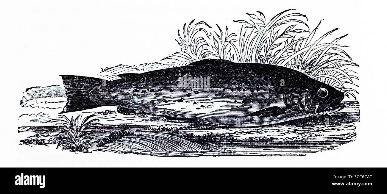 Une illustration finement détaillée d'une truite, représentée reposant sur un lit texturé plutôt que nageant. Son corps moucheté, sa forme profilée et ses ailettes distinctes sont rendus avec précision anatomique. Des plantes aquatiques s'élèvent derrière, suggérant un habitat naturel. Bien que statique, la composition évoque la niche écologique et la vitalité tranquille de la truite. D'après une sélection de gravures imprimées sur cuivre et sur bois publiées par Henry Kent Causton en 1851 dans le cadre du livre d'Izaak Walton et Charles Cotton, The Compleat Angler. Banque D'Images