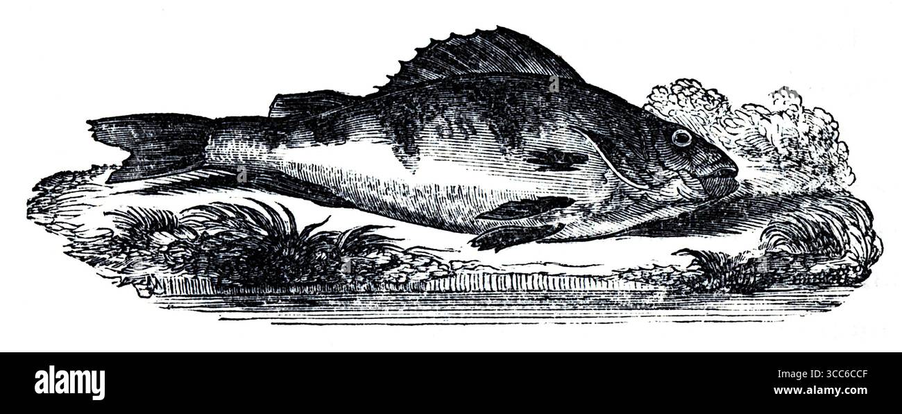 Cette gravure représente un perchoir européen (Perca fluviatilis), identifiable par son corps profond et latéralement comprimé, sa nageoire dorsale épineuse et ses rayures verticales audacieuses. Le poisson repose sur un lit de plantes aquatiques, rendu dans de fins détails en noir et blanc. Sa posture et sa clarté anatomique suggèrent une illustration d'histoire naturelle, idéale pour l'archivage ou l'enseignement. D'après une sélection de gravures imprimées sur cuivre et sur bois publiées par Henry Kent Causton en 1851 dans le cadre du livre d'Izaak Walton et Charles Cotton, The Compleat Angler. Banque D'Images