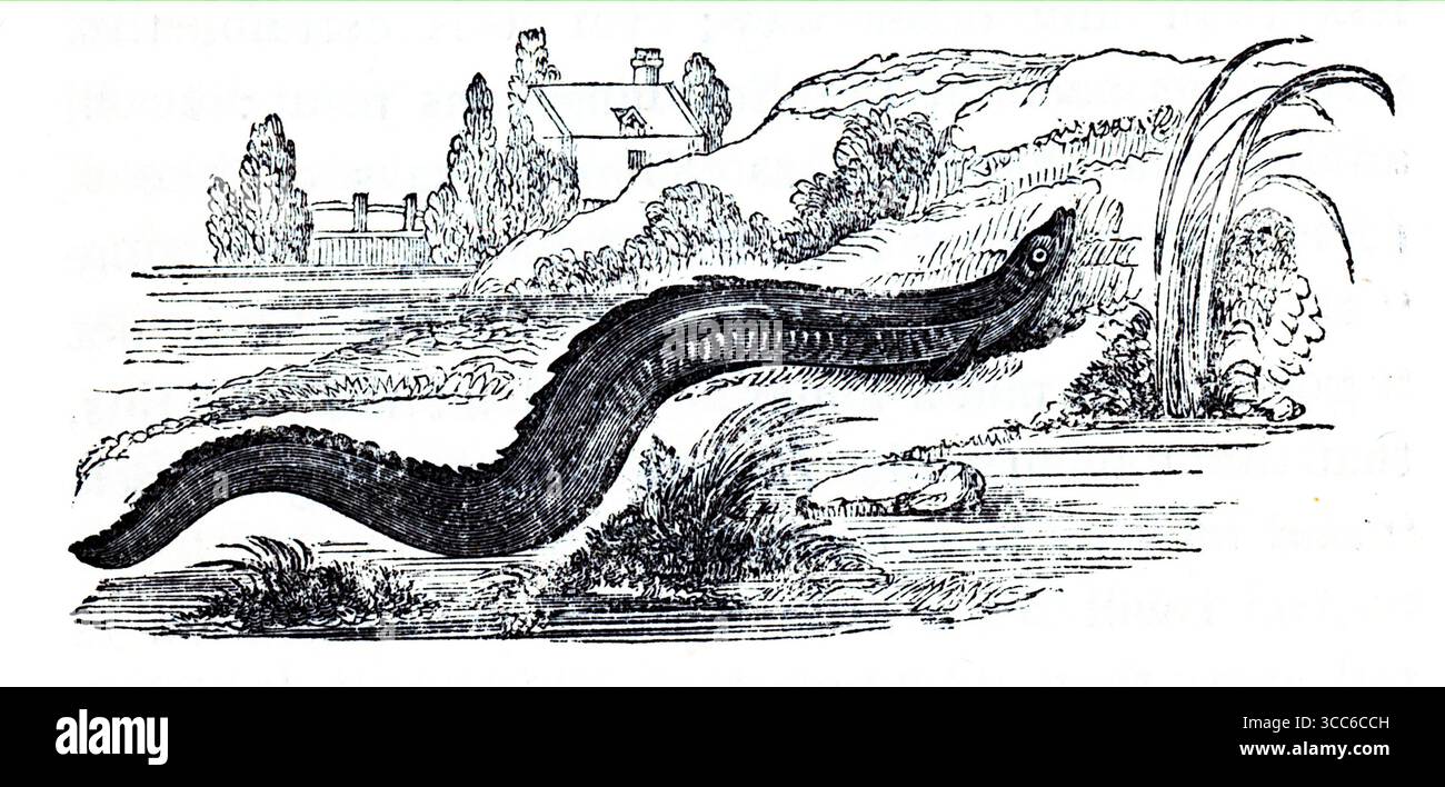 Cette gravure représente une anguille européenne (Anguilla Anguilla), représentée glissant dans l'herbe et les roseaux près d'un plan d'eau. Son corps allongé et serpentin, sa peau lisse et ses petites nageoires pectorales sont rendus avec une clarté anatomique. Bien que hors de l'eau, la végétation environnante et la maison lointaine évoquent son habitat d'eau douce et le mystère migratoire. D'après une sélection de gravures imprimées sur cuivre et sur bois publiées par Henry Kent Causton en 1851 dans le cadre du livre d'Izaak Walton et Charles Cotton, The Compleat Angler. Banque D'Images