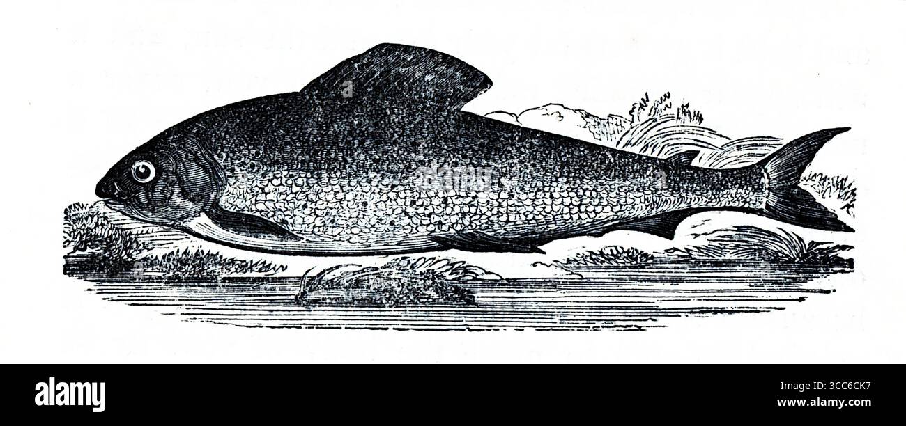 Représentation gravée d'une truite, représentée en profil latéral avec un corps profilé, des flancs tachetés et des nageoires définies. Des plantes aquatiques encadrent la scène, suggérant un habitat riverain. Le rendu stylisé évoque des plaques naturalistes du XIXe siècle, représentant probablement Salmo trutta, la truite brune, emblématique de la tradition anglaise de la pêche à la ligne et de la tradition pastorale de Walton. D'après une sélection de gravures imprimées sur cuivre et sur bois publiées par Henry Kent Causton en 1851 dans le cadre du livre d'Izaak Walton et Charles Cotton, The Compleat Angler. Banque D'Images