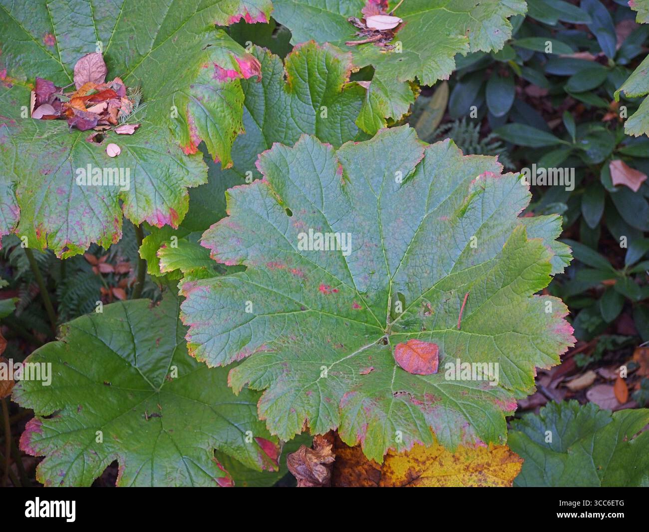 Rodgersia tabularis avec de grandes feuilles vertes brillantes dans le jardin d'automne, plante à feuillage audacieux ajoutant texture et structure aux bordures vivaces ombragées Banque D'Images