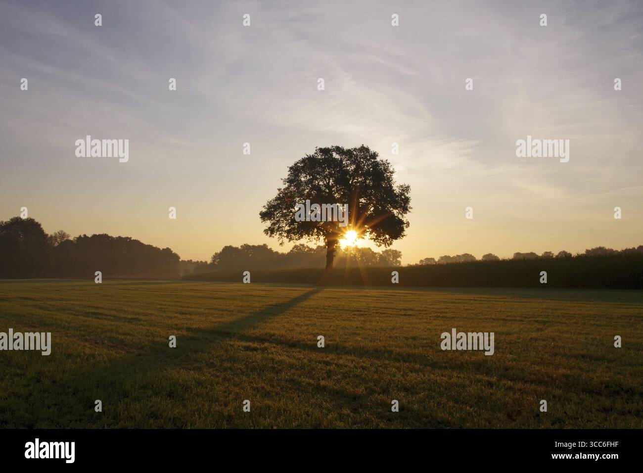 Paysage, arbre à feuilles caduques, prairie, lever de soleil, rayons de soleil, lumière, Rhénanie du Nord-Westphalie, Allemagne, le soleil levant en août jette l'ombre d'un chêne Banque D'Images